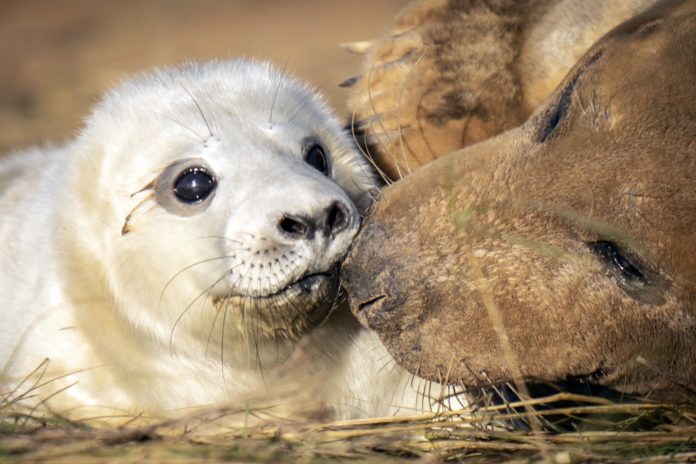 sealpups