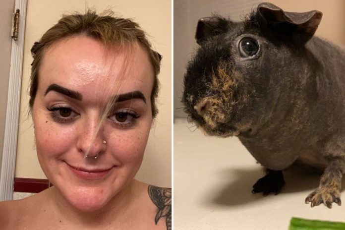 guinea pig ate womans bangs 99