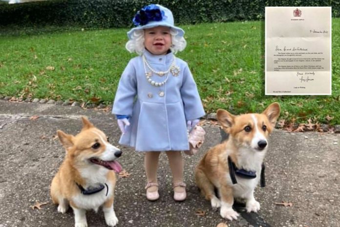 queen corgi comp