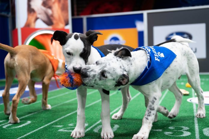 puppy bowl 2021