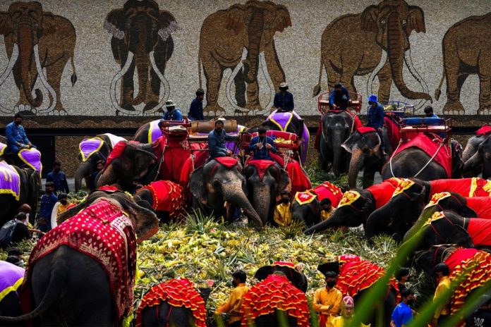 thailand elephants