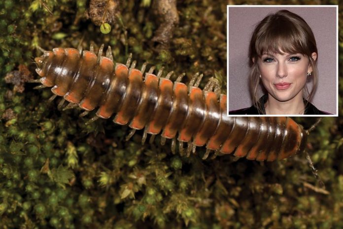 taylor swift millipede 99