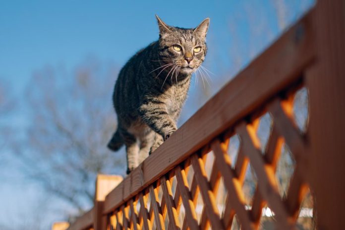 cat on fence