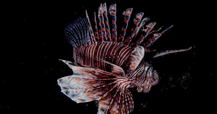 06travel lionfish promo facebookJumbo