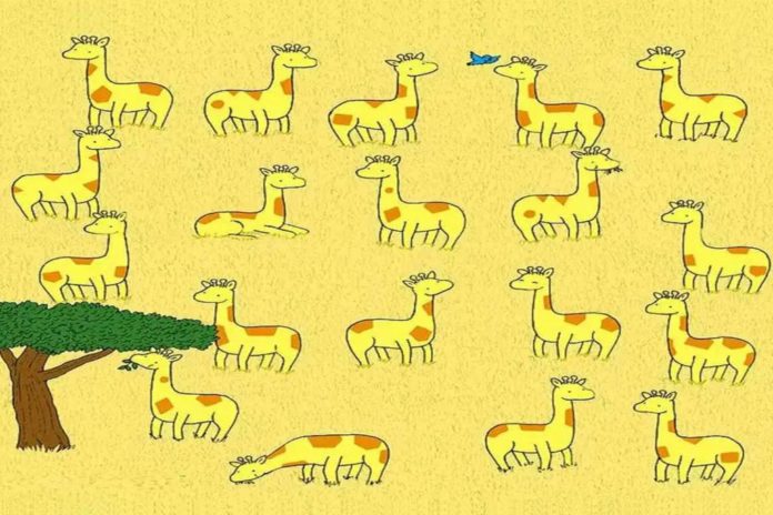 giraffes 01 1