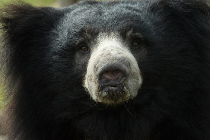 sloth bear kills two 01 1