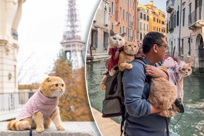 globetrotting cats paris venicepsd