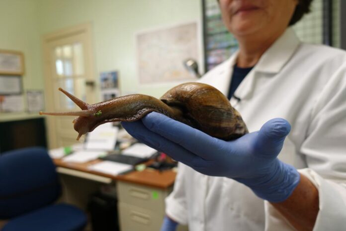 pasco florida african land snail 04