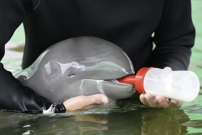 Thailand Baby Dolphin 2 e1661631216145