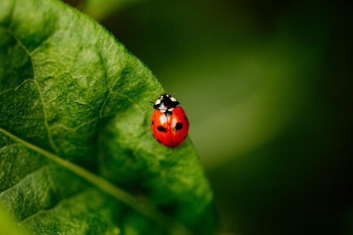 ladybug