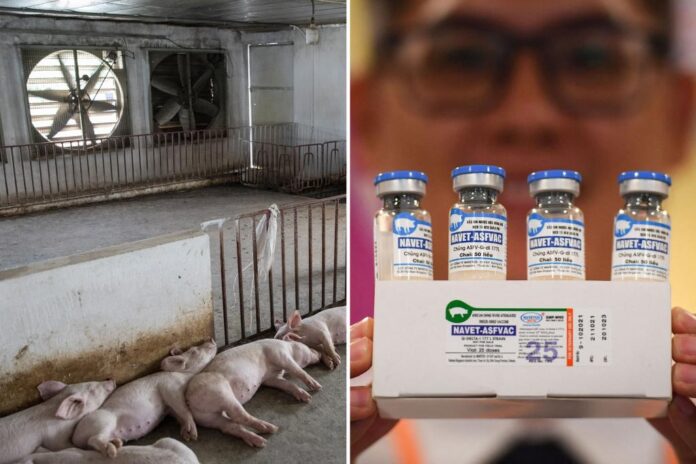 vietnam swine vaccine comp