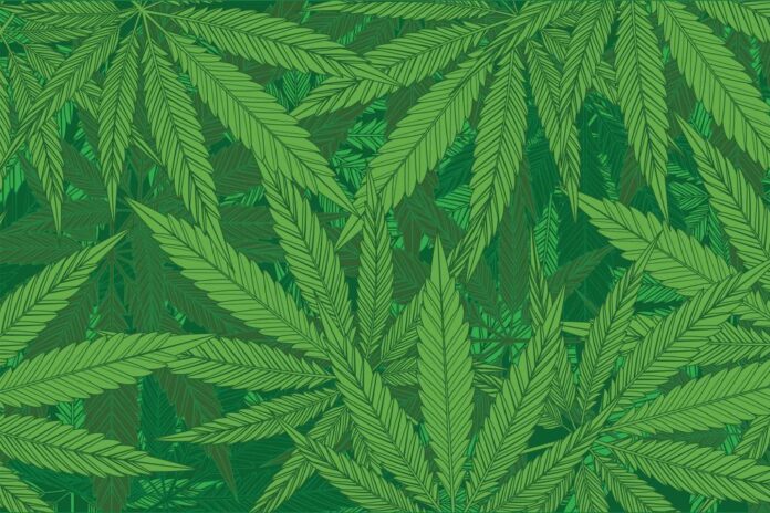 marijuana leaves