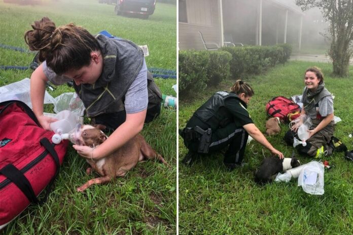 saved florida puppies 786