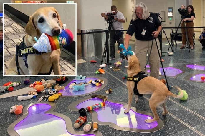 tsa dog retires comp