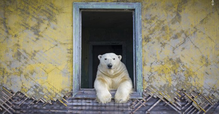 Dmitry Kokh 1 Wildlife Photographer of the Year