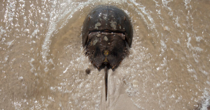 11CRABS REDKNOTS facebookJumbo