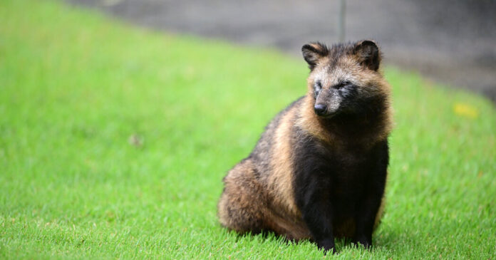 17VIRUS RACCOON DOGS facebookJumbo