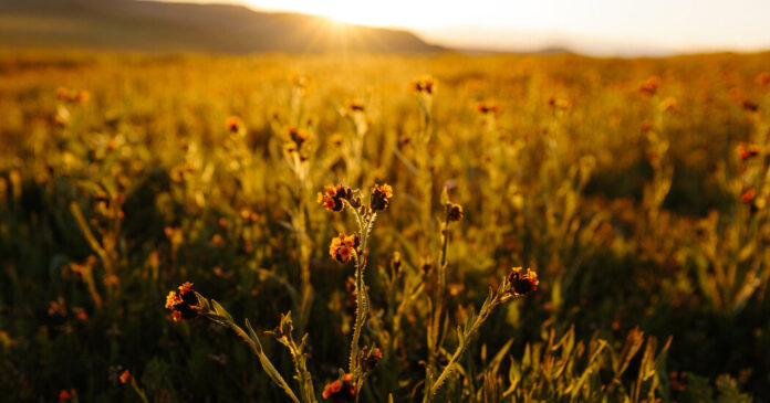 00 spring wildflowers thqm facebookJumbo