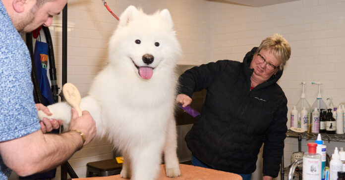 08dogshow samoyed 03 lbkj facebookJumbo