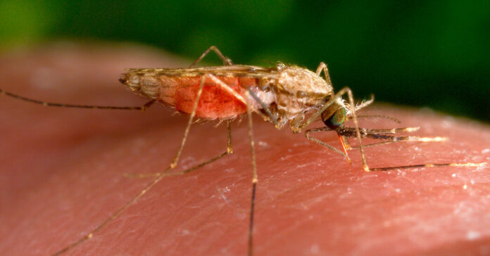 27MALARIA cbqw facebookJumbo