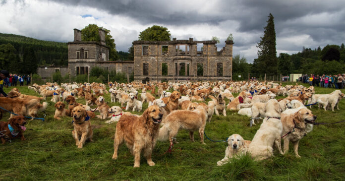 19 golden retriever tlkh facebookJumbo