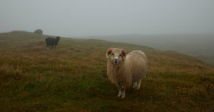 31Faroe Islands wfgv facebookJumbo