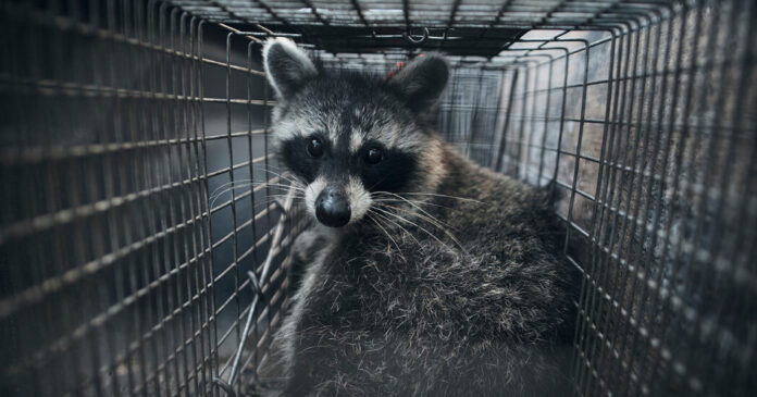 00SCI RACCOONS 01 kwvh facebookJumbo