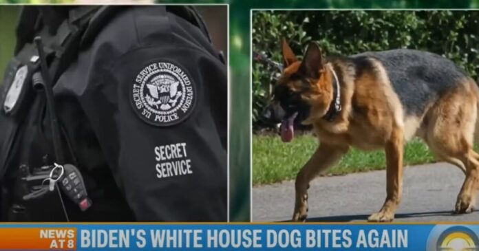 biden dog bites again 1200x630