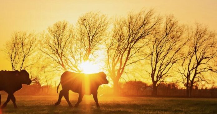 whole cows sunset image 1200x630