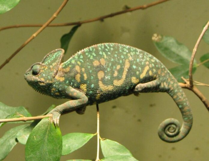 chameleon 1