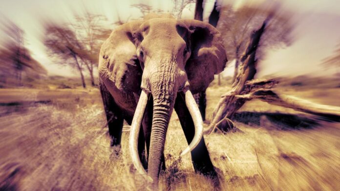 charging elephant zambia