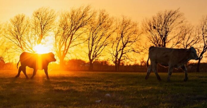 whole cows beef sunset 1200x630