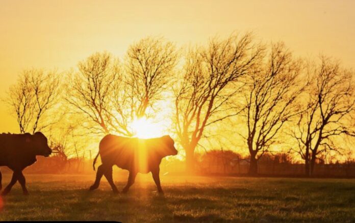 whole cows sunset image